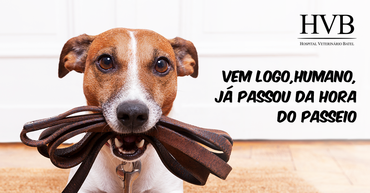 Passeio: a melhor maneira de socializar seu cão