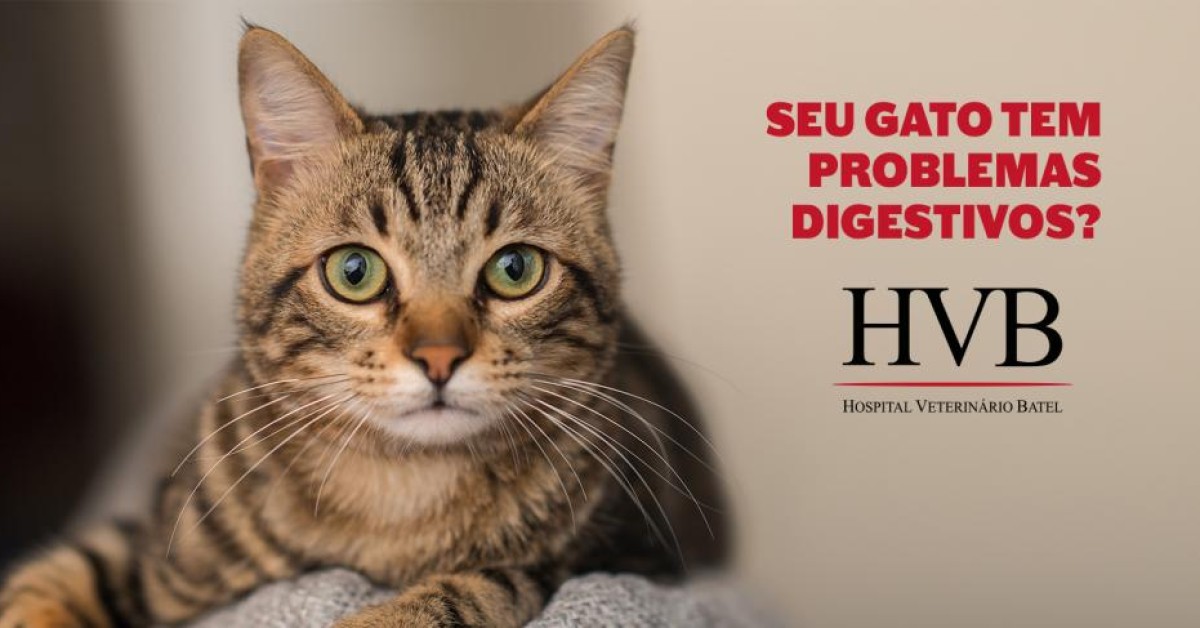 Seu gato tem problemas digestivos?