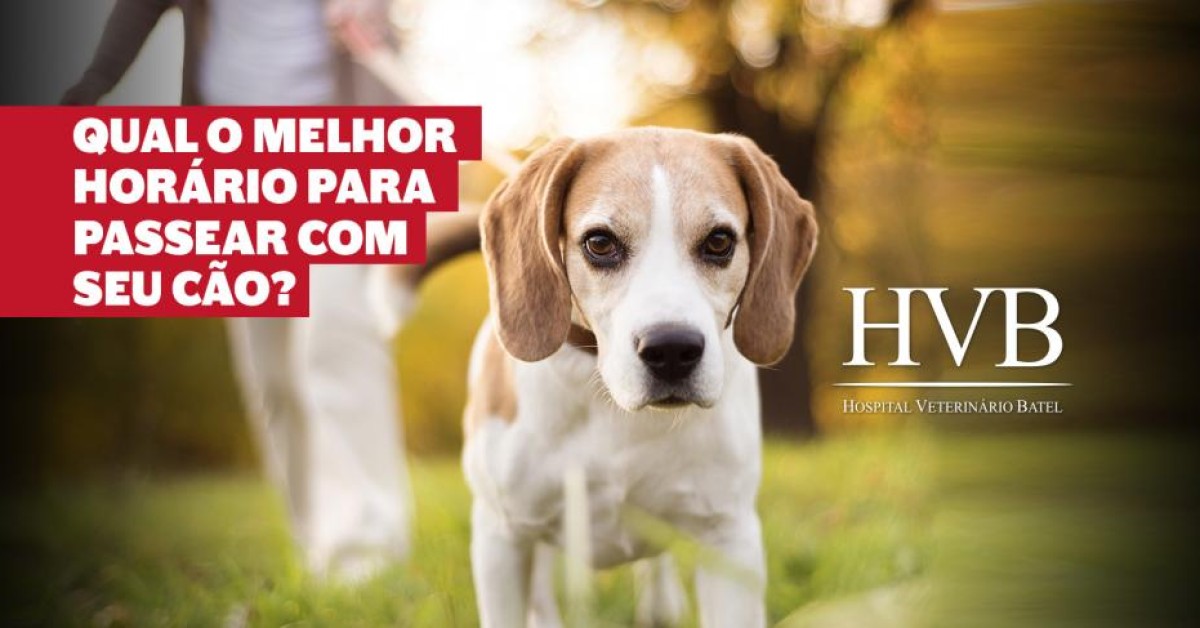 Qual é o melhor horário para passear com seu cão?