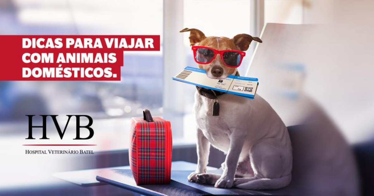 Dicas para viajar com animais domésticos