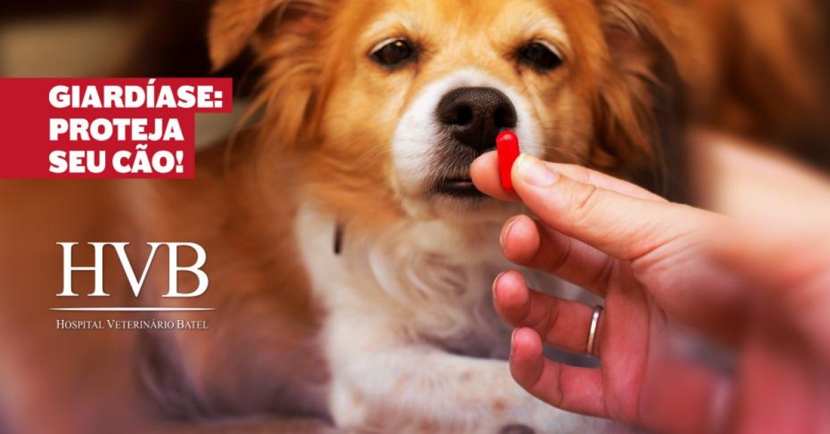 Giardíase: proteja seu cão!