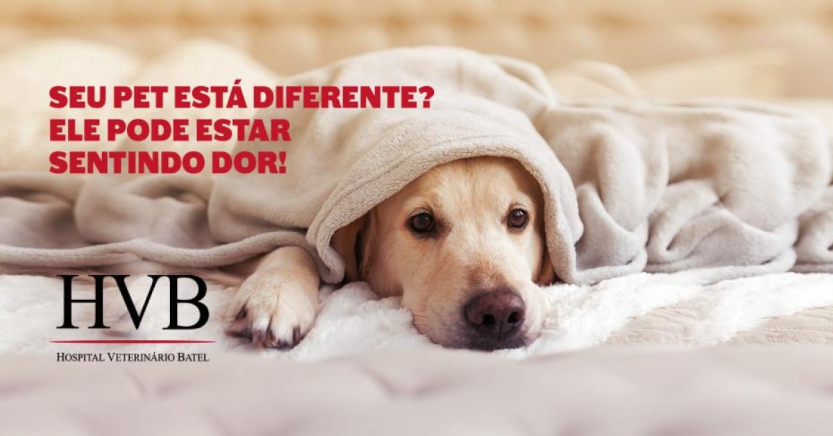 Seu pet está diferente? Ele pode estar sentindo dor!