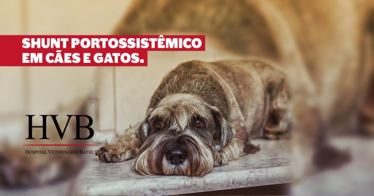 Shunt Portossistêmico em cães e gatos
