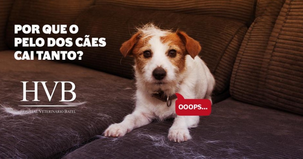 Por que o pelo dos cães cai tanto?