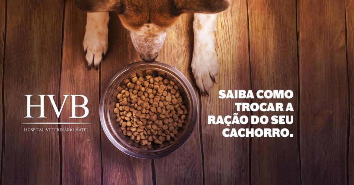 Quer trocar a ração do seu cão? Saiba como.