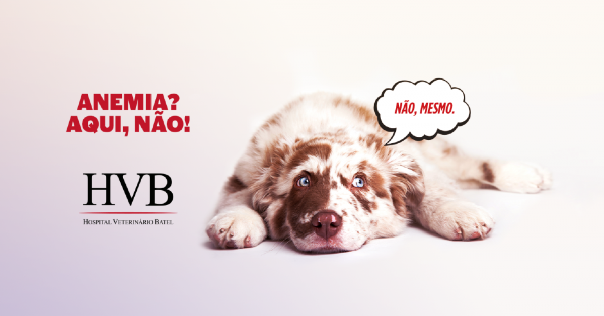 Anemia? Aqui, não!