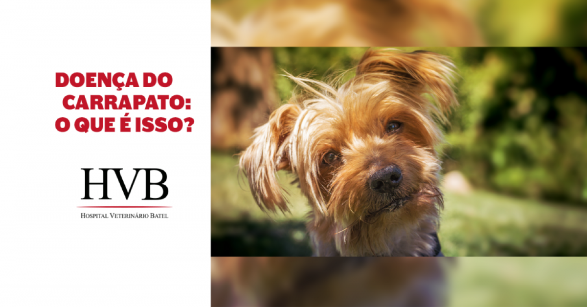 Doença do carrapato: o que é isso?