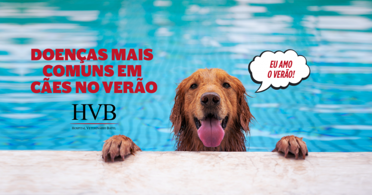 Doenças mais comuns em cães no verão.