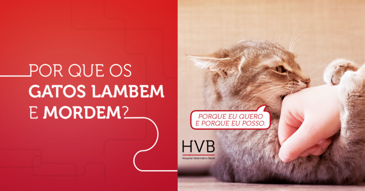 Por que os gatos lambem e mordem?