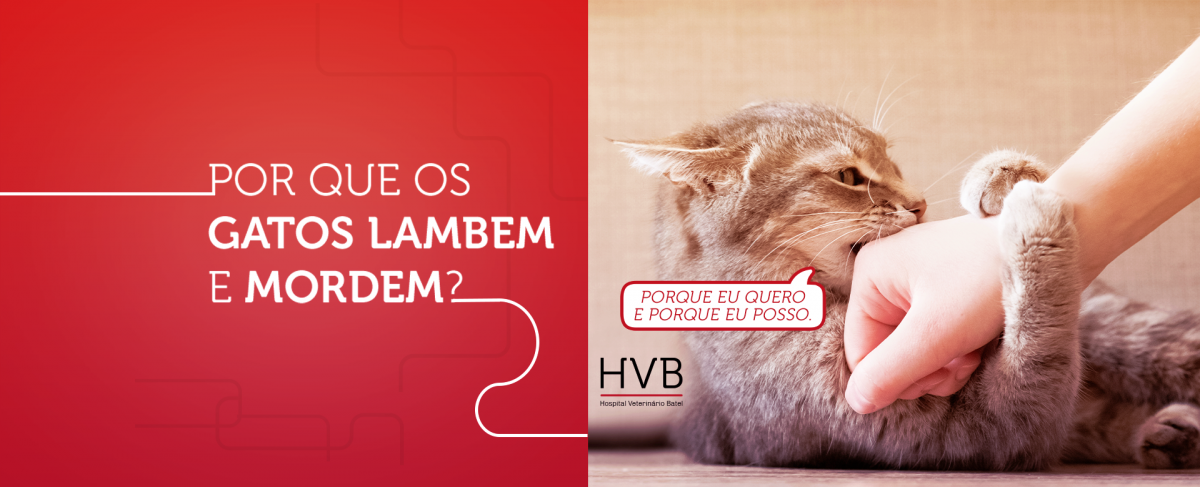 Por que os gatos lambem e mordem? - Hospital Veterinário Batel